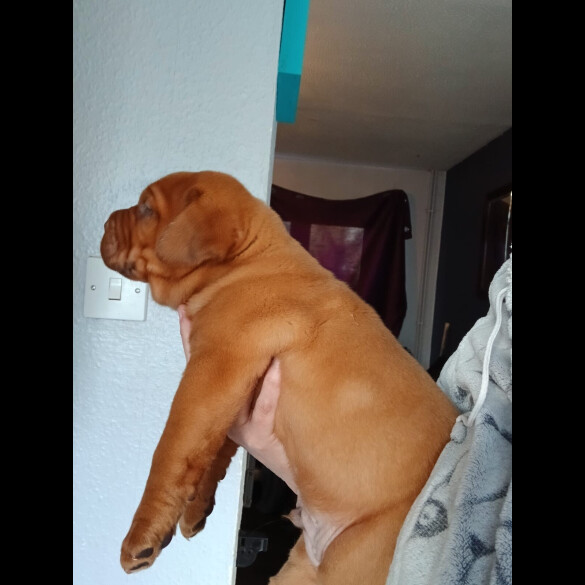 Dogue De Bordeaux