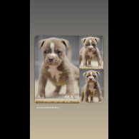 Dorset Olde Tyme Bulldogge