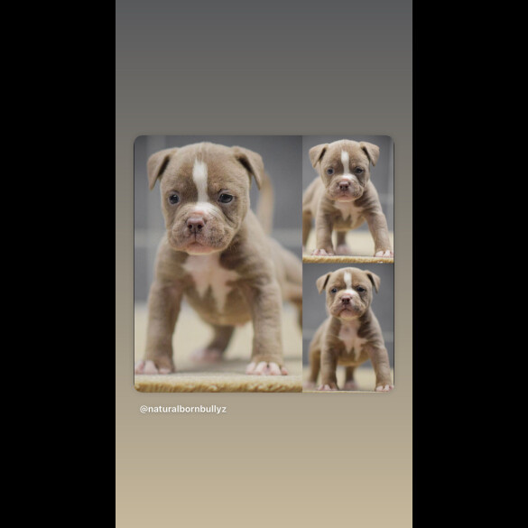 Dorset Olde Tyme Bulldogge