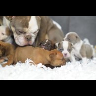 Dorset Olde Tyme Bulldogge