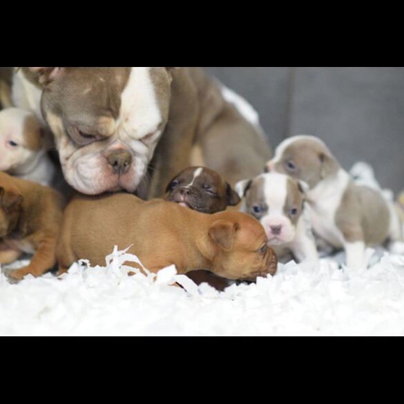 Dorset Olde Tyme Bulldogge