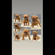 Dorset Olde Tyme Bulldogge