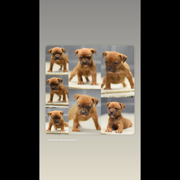 Dorset Olde Tyme Bulldogge