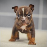 Dorset Olde Tyme Bulldogge