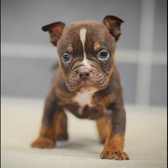 Dorset Olde Tyme Bulldogge