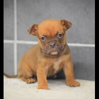 Dorset Olde Tyme Bulldogge
