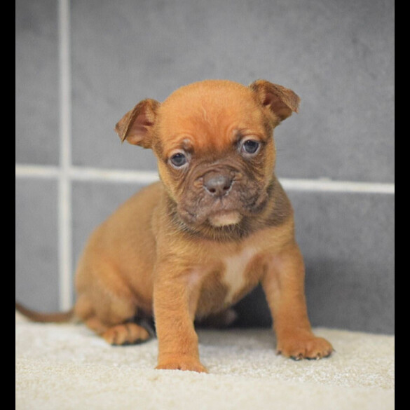 Dorset Olde Tyme Bulldogge