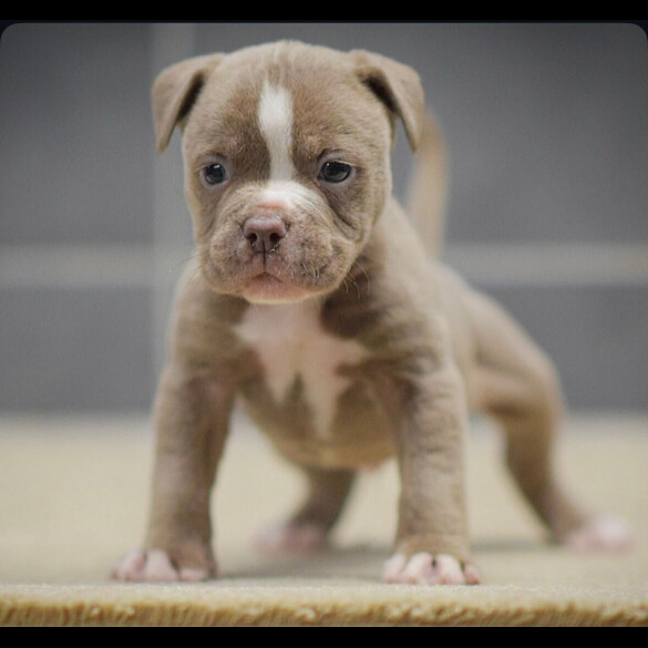 Dorset Olde Tyme Bulldogge