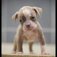 Dorset Olde Tyme Bulldogge