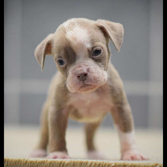 Dorset Olde Tyme Bulldogge