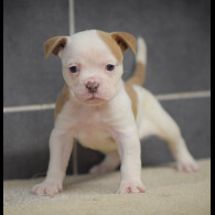 Dorset Olde Tyme Bulldogge