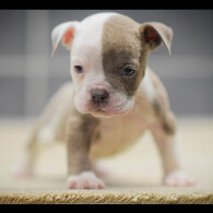 Dorset Olde Tyme Bulldogge