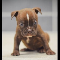 Dorset Olde Tyme Bulldogge