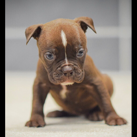 Dorset Olde Tyme Bulldogge