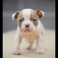 Dorset Olde Tyme Bulldogge