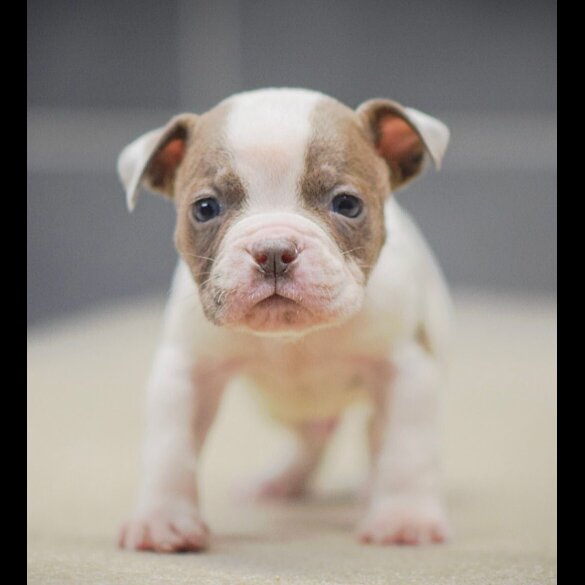 Dorset Olde Tyme Bulldogge