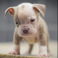 Dorset Olde Tyme Bulldogge