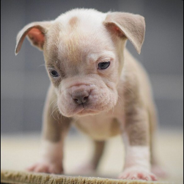 Dorset Olde Tyme Bulldogge