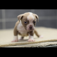 Dorset Olde Tyme Bulldogge