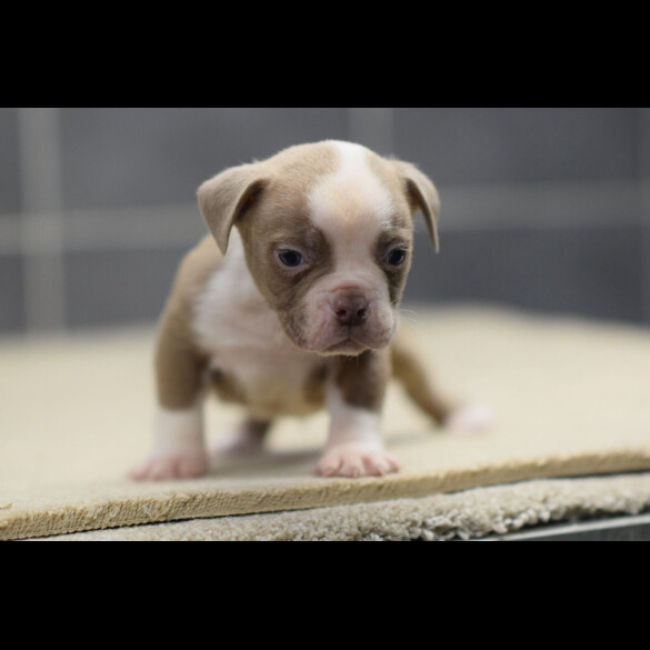 Dorset Olde Tyme Bulldogge