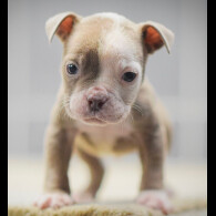 Dorset Olde Tyme Bulldogge