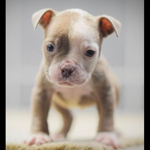 Dorset Olde Tyme Bulldogge
