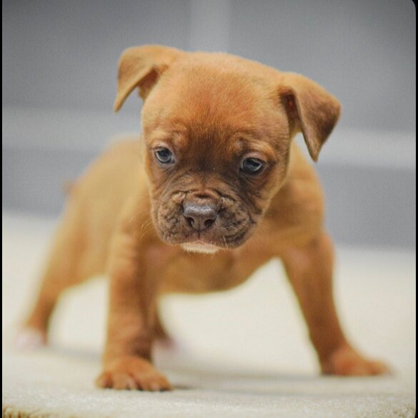 Dorset Olde Tyme Bulldogge