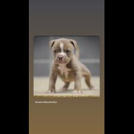 Dorset Olde Tyme Bulldogge