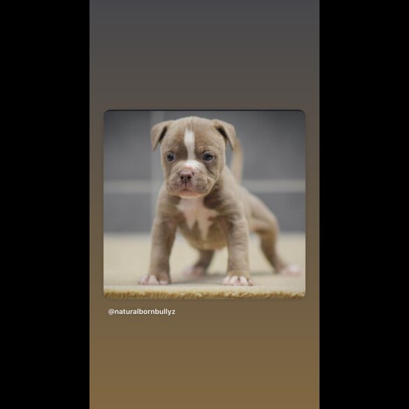 Dorset Olde Tyme Bulldogge