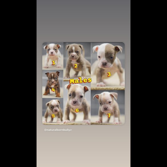 Dorset Olde Tyme Bulldogge