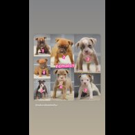 Dorset Olde Tyme Bulldogge