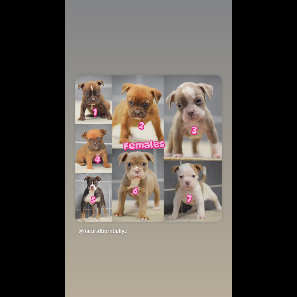 Dorset Olde Tyme Bulldogge