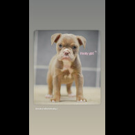 Dorset Olde Tyme Bulldogge