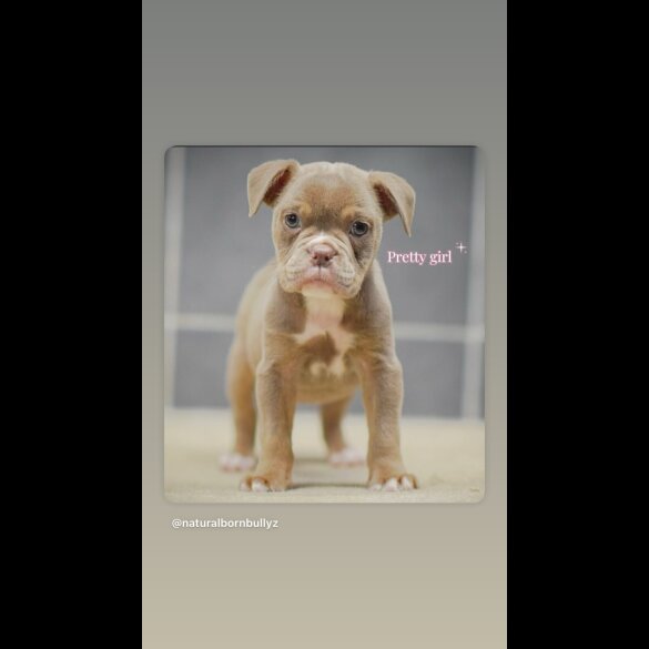 Dorset Olde Tyme Bulldogge