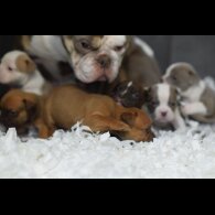 Dorset Olde Tyme Bulldogge