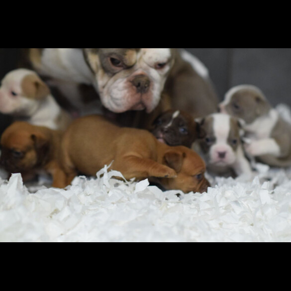 Dorset Olde Tyme Bulldogge