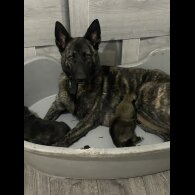 Belgian Shepherd Dog (Tervuren)