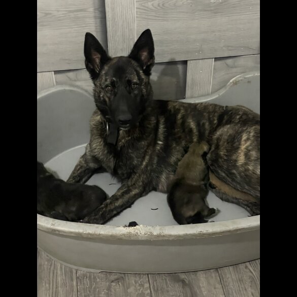 Belgian Shepherd Dog (Tervuren)