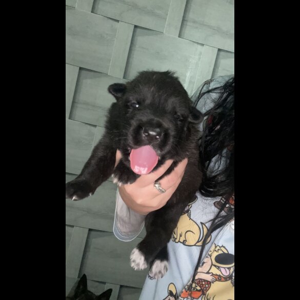 Belgian Shepherd Dog (Tervuren)