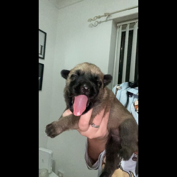 Belgian Shepherd Dog (Tervuren)