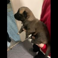 Belgian Shepherd Dog (Tervuren)