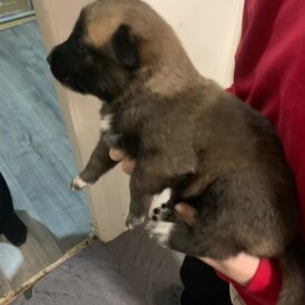 Belgian Shepherd Dog (Tervuren)