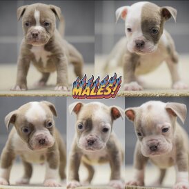 English Bulldog - Both