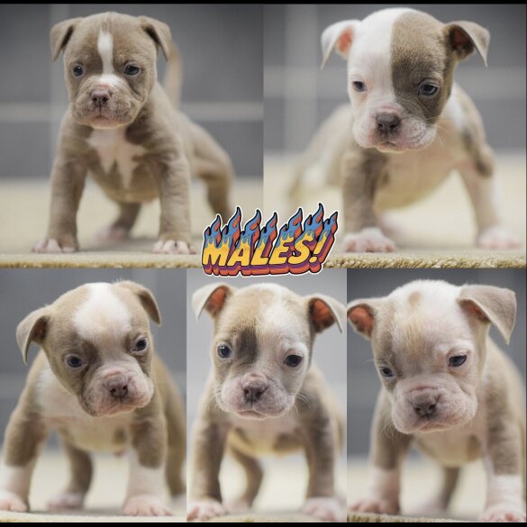 English Bulldog - Both