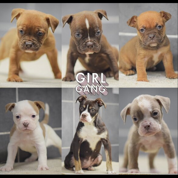 English Bulldog - Both