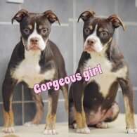 English Bulldog - Both