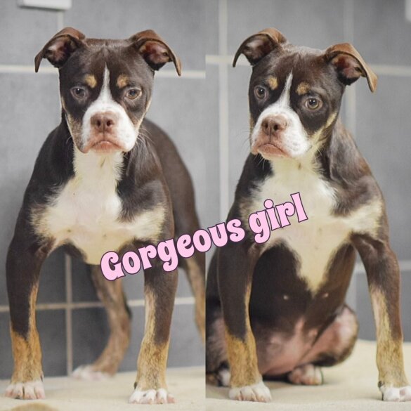 English Bulldog - Both