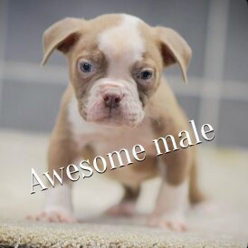 English Bulldog - Both