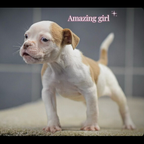 English Bulldog - Both