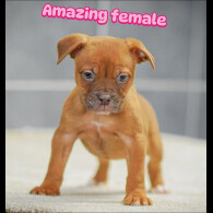 English Bulldog - Both